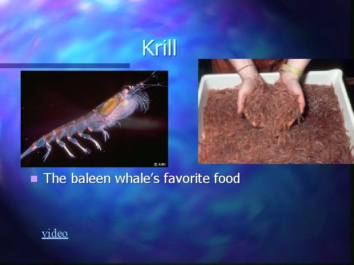 Krill n The baleen whale’s favorite food video Krill n The baleen whale’s favorite food video