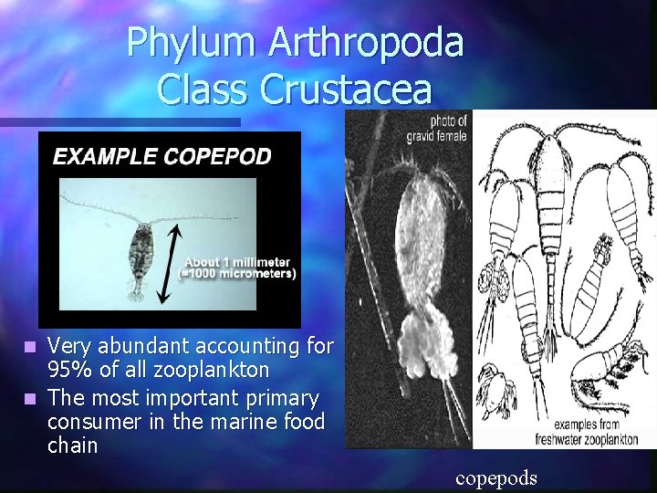 Phylum Arthropoda Class Crustacea Very abundant accounting for 95% of all zooplankton n The Phylum Arthropoda Class Crustacea Very abundant accounting for 95% of all zooplankton n The