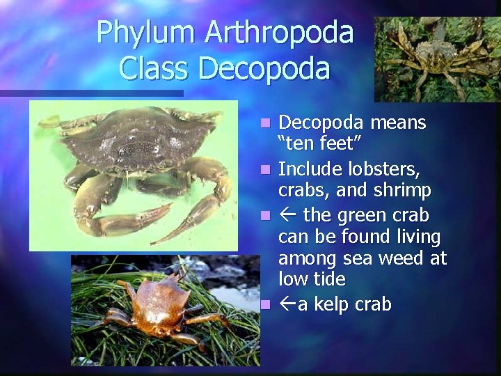 Phylum Arthropoda Class Decopoda n n Decopoda means “ten feet” Include lobsters, crabs, and Phylum Arthropoda Class Decopoda n n Decopoda means “ten feet” Include lobsters, crabs, and