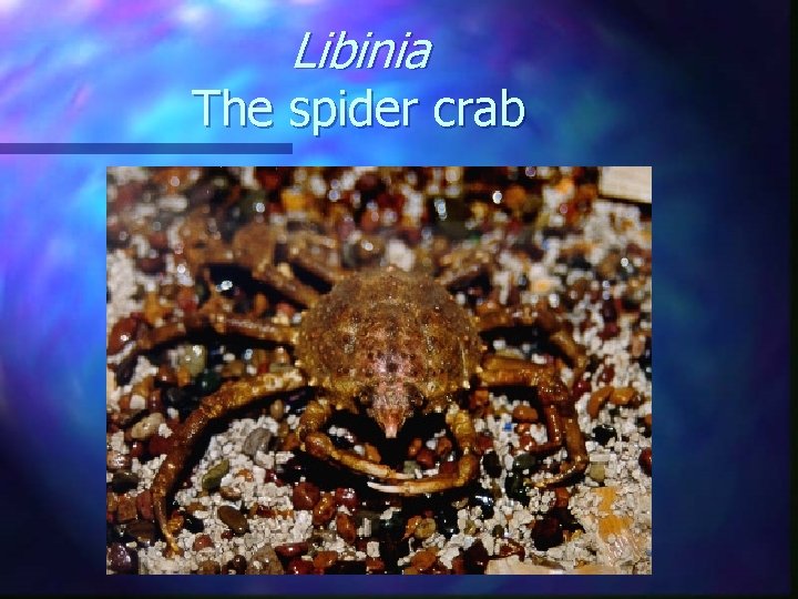 Libinia The spider crab Libinia The spider crab