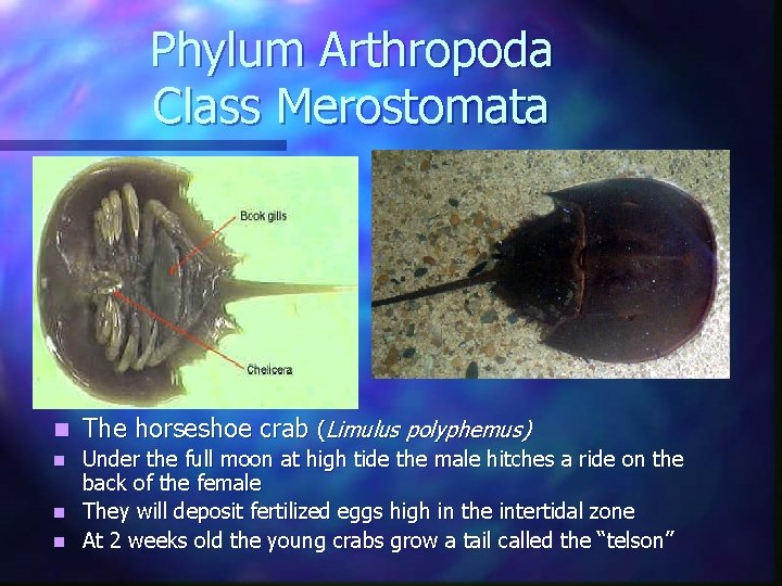Phylum Arthropoda Class Merostomata n The horseshoe crab (Limulus polyphemus) Under the full moon Phylum Arthropoda Class Merostomata n The horseshoe crab (Limulus polyphemus) Under the full moon