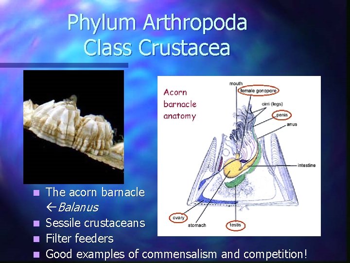 Phylum Arthropoda Class Crustacea The acorn barnacle Balanus n Sessile crustaceans n Filter feeders Phylum Arthropoda Class Crustacea The acorn barnacle Balanus n Sessile crustaceans n Filter feeders