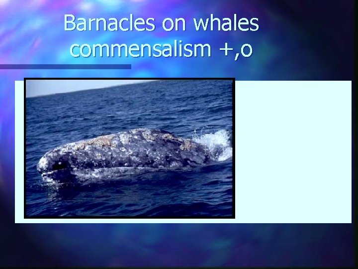 Barnacles on whales commensalism +, o Barnacles on whales commensalism +, o