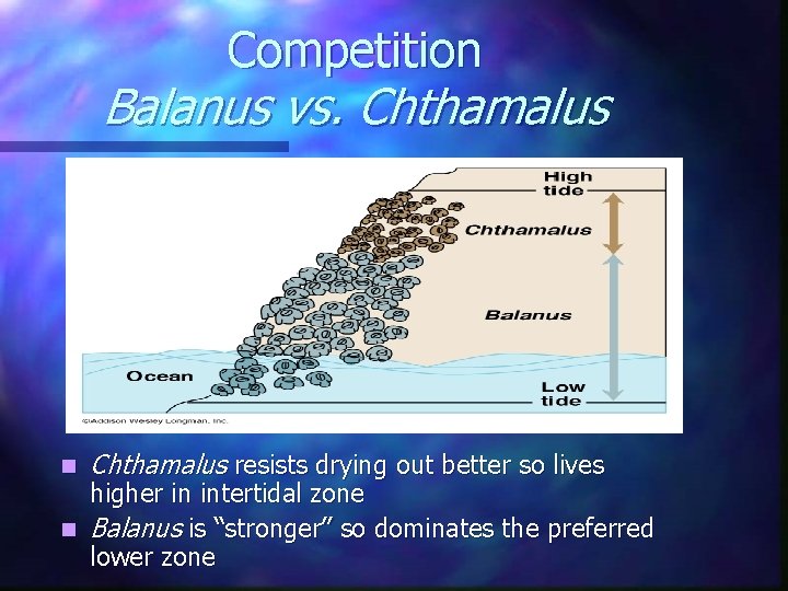 Competition Balanus vs. Chthamalus n Chthamalus resists drying out better so lives higher in Competition Balanus vs. Chthamalus n Chthamalus resists drying out better so lives higher in