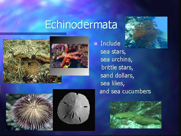 Echinodermata n Include sea stars, sea urchins, brittle stars, sand dollars, sea lilies, and Echinodermata n Include sea stars, sea urchins, brittle stars, sand dollars, sea lilies, and