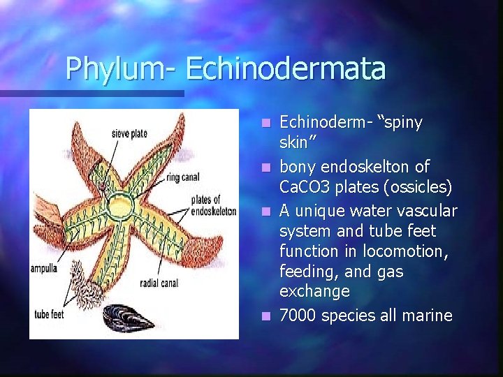 Phylum- Echinodermata n n Echinoderm- “spiny skin” bony endoskelton of Ca. CO 3 plates Phylum- Echinodermata n n Echinoderm- “spiny skin” bony endoskelton of Ca. CO 3 plates
