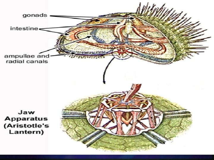 Sea Urchin anatomy Sea Urchin anatomy