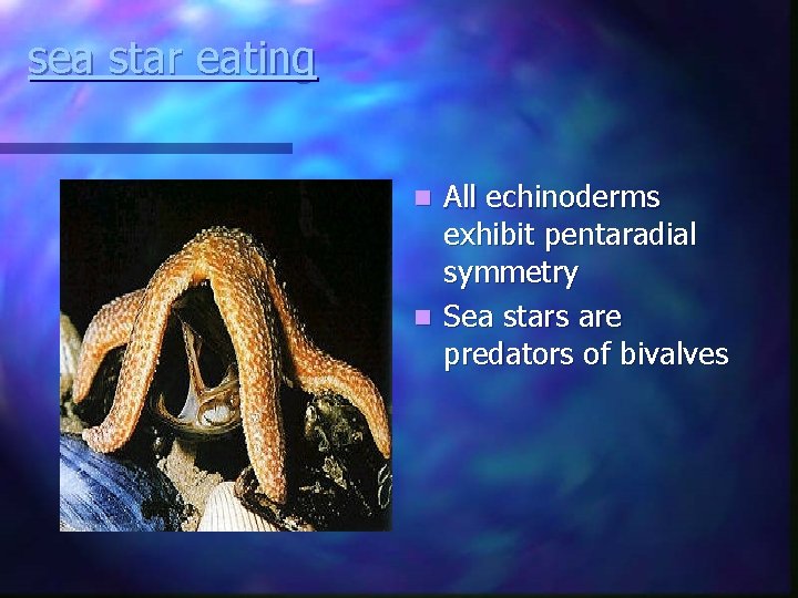 sea star eating All echinoderms exhibit pentaradial symmetry n Sea stars are predators of sea star eating All echinoderms exhibit pentaradial symmetry n Sea stars are predators of