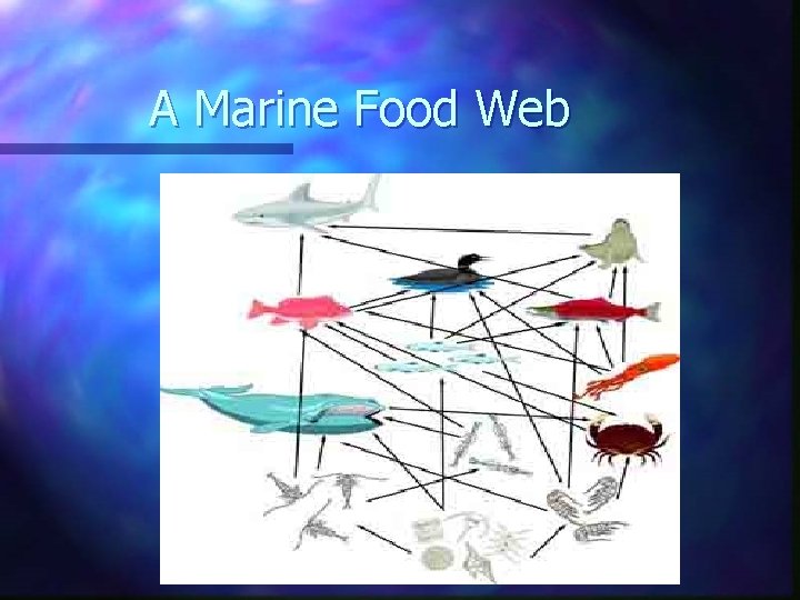 A Marine Food Web A Marine Food Web
