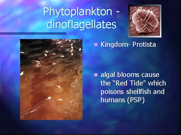 Phytoplankton dinoflagellates n Kingdom- Protista n algal blooms cause the “Red Tide” which poisons Phytoplankton dinoflagellates n Kingdom- Protista n algal blooms cause the “Red Tide” which poisons
