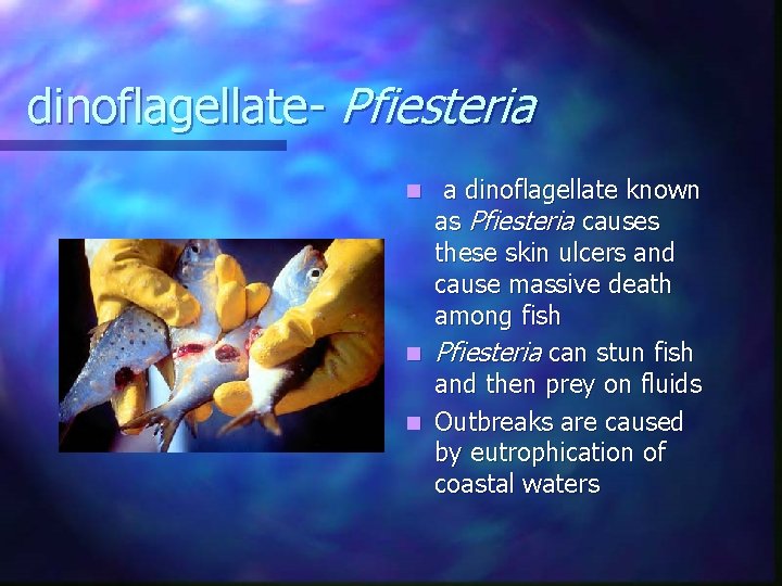 dinoflagellate- Pfiesteria a dinoflagellate known as Pfiesteria causes these skin ulcers and cause massive dinoflagellate- Pfiesteria a dinoflagellate known as Pfiesteria causes these skin ulcers and cause massive