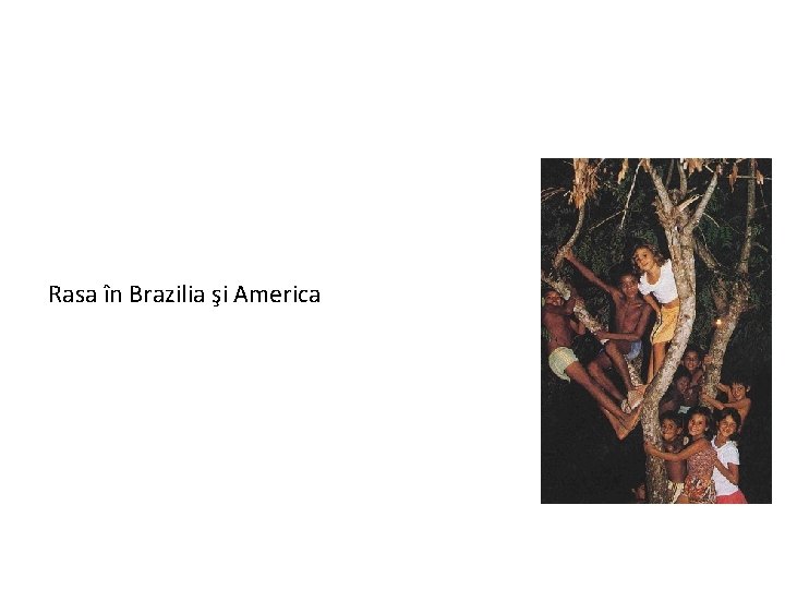 Rasa în Brazilia şi America 