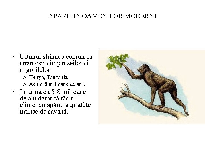 APARITIA OAMENILOR MODERNI • Ultimul strămoş comun cu stramosii cimpanzeilor si ai gorilelor: o