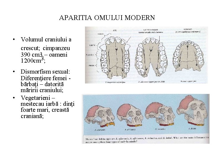 APARITIA OMULUI MODERN • Volumul craniului a crescut; cimpanzeu 390 cm 3 – oameni