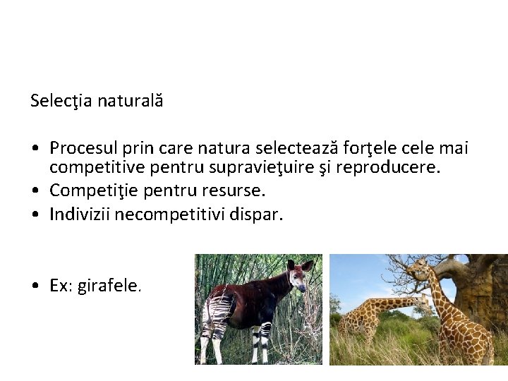  Selecţia naturală • Procesul prin care natura selectează forţele cele mai competitive pentru