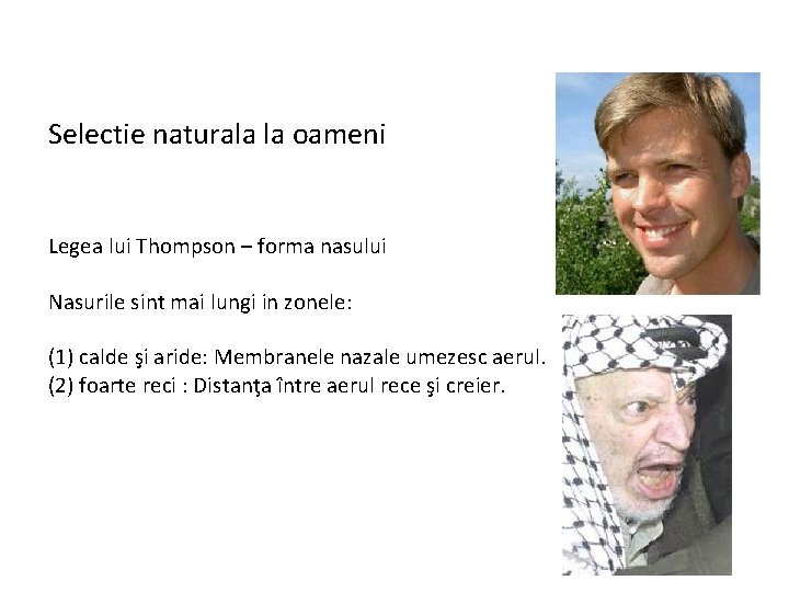 Selectie naturala la oameni Legea lui Thompson – forma nasului Nasurile sint mai lungi