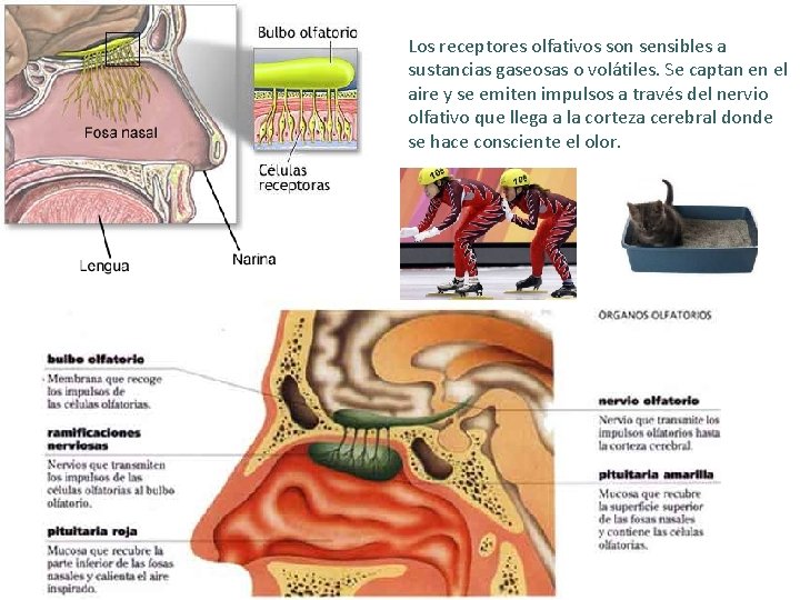 Los receptores olfativos son sensibles a sustancias gaseosas o volátiles. Se captan en el Los receptores olfativos son sensibles a sustancias gaseosas o volátiles. Se captan en el