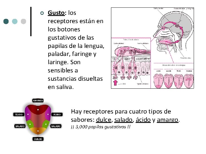 ¢ Gusto: los receptores están en los botones gustativos de las papilas de la ¢ Gusto: los receptores están en los botones gustativos de las papilas de la