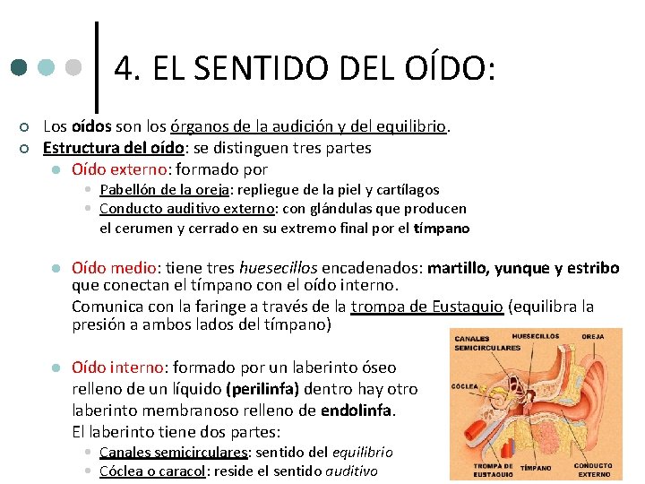 4. EL SENTIDO DEL OÍDO: ¢ ¢ Los oídos son los órganos de la 4. EL SENTIDO DEL OÍDO: ¢ ¢ Los oídos son los órganos de la