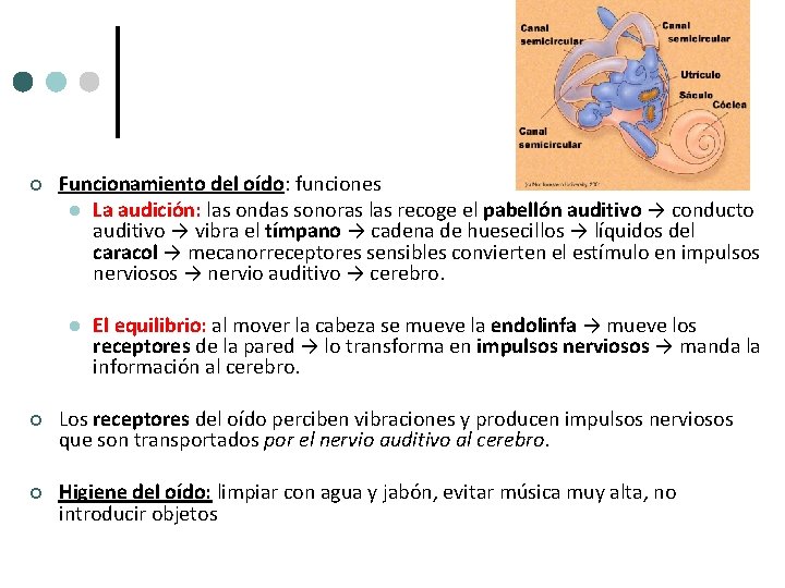 ¢ Funcionamiento del oído: funciones l La audición: las ondas sonoras las recoge el ¢ Funcionamiento del oído: funciones l La audición: las ondas sonoras las recoge el