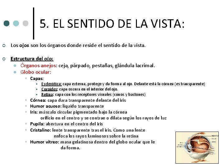 5. EL SENTIDO DE LA VISTA: ¢ Los ojos son los órganos donde reside 5. EL SENTIDO DE LA VISTA: ¢ Los ojos son los órganos donde reside