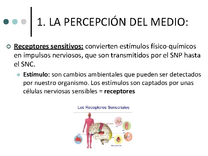 1. LA PERCEPCIÓN DEL MEDIO: ¢ Receptores sensitivos: convierten estímulos físico-químicos en impulsos nerviosos, 1. LA PERCEPCIÓN DEL MEDIO: ¢ Receptores sensitivos: convierten estímulos físico-químicos en impulsos nerviosos,
