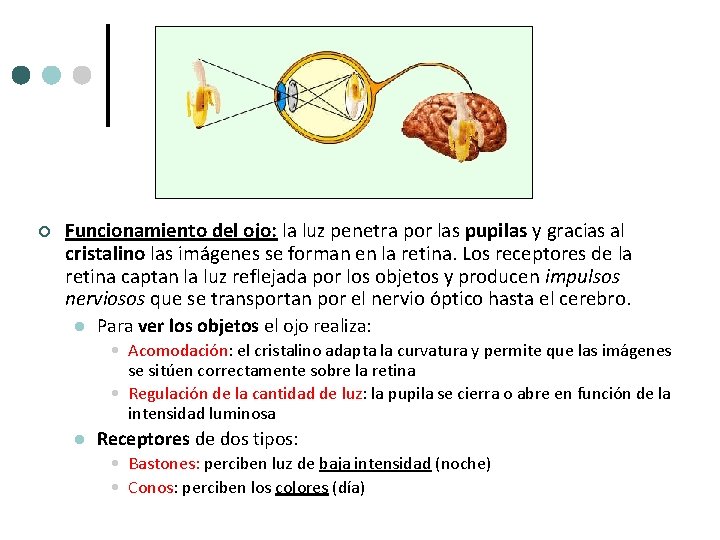 ¢ Funcionamiento del ojo: la luz penetra por las pupilas y gracias al cristalino ¢ Funcionamiento del ojo: la luz penetra por las pupilas y gracias al cristalino
