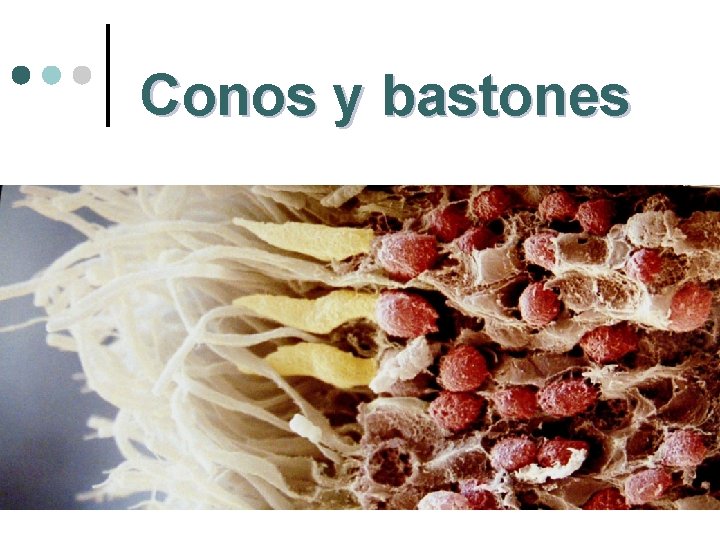 Conos y bastones Conos y bastones