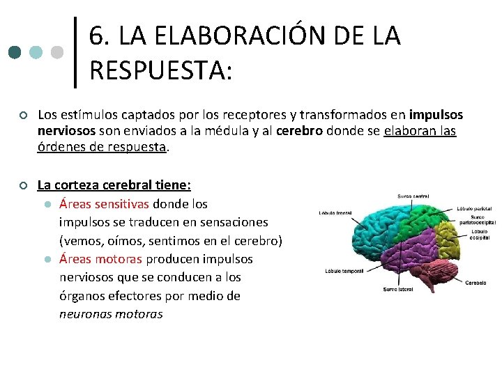 6. LA ELABORACIÓN DE LA RESPUESTA: ¢ Los estímulos captados por los receptores y 6. LA ELABORACIÓN DE LA RESPUESTA: ¢ Los estímulos captados por los receptores y