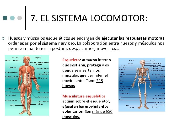 7. EL SISTEMA LOCOMOTOR: ¢ Huesos y músculos esqueléticos se encargan de ejecutar las 7. EL SISTEMA LOCOMOTOR: ¢ Huesos y músculos esqueléticos se encargan de ejecutar las