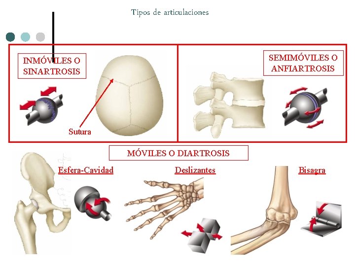 Tipos de articulaciones SEMIMÓVILES O ANFIARTROSIS INMÓVILES O SINARTROSIS Sutura MÓVILES O DIARTROSIS Esfera-Cavidad Tipos de articulaciones SEMIMÓVILES O ANFIARTROSIS INMÓVILES O SINARTROSIS Sutura MÓVILES O DIARTROSIS Esfera-Cavidad