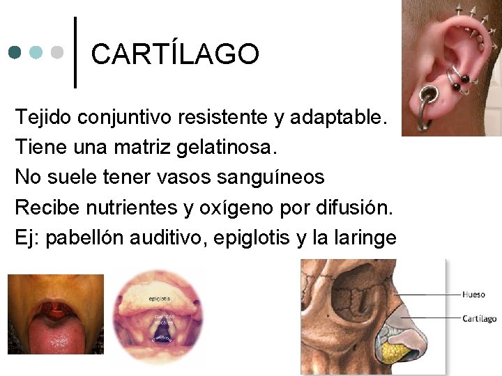 CARTÍLAGO Tejido conjuntivo resistente y adaptable. Tiene una matriz gelatinosa. No suele tener vasos CARTÍLAGO Tejido conjuntivo resistente y adaptable. Tiene una matriz gelatinosa. No suele tener vasos