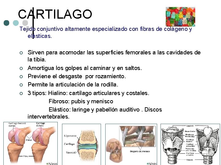 CARTILAGO Tejido conjuntivo altamente especializado con fibras de colágeno y elásticas. ¢ ¢ ¢ CARTILAGO Tejido conjuntivo altamente especializado con fibras de colágeno y elásticas. ¢ ¢ ¢