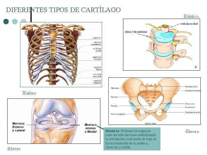DIFERENTES TIPOS DE CARTÍLAGO Elástico Hialino fibroso Meniscos: Rellenan los espacios entre las articulaciones DIFERENTES TIPOS DE CARTÍLAGO Elástico Hialino fibroso Meniscos: Rellenan los espacios entre las articulaciones