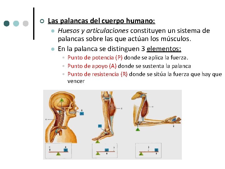 ¢ Las palancas del cuerpo humano: l Huesos y articulaciones constituyen un sistema de ¢ Las palancas del cuerpo humano: l Huesos y articulaciones constituyen un sistema de