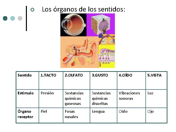 ¢ Los órganos de los sentidos: Sentido 1. TACTO 2. OLFATO 3. GUSTO 4. ¢ Los órganos de los sentidos: Sentido 1. TACTO 2. OLFATO 3. GUSTO 4.
