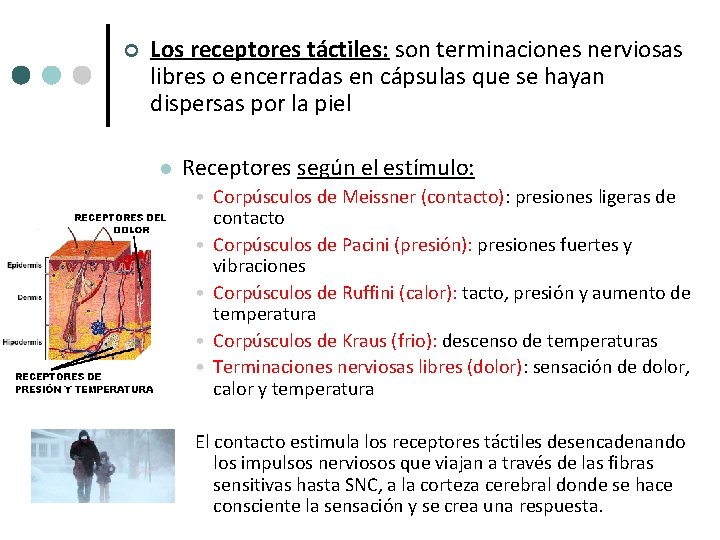 ¢ Los receptores táctiles: son terminaciones nerviosas libres o encerradas en cápsulas que se ¢ Los receptores táctiles: son terminaciones nerviosas libres o encerradas en cápsulas que se