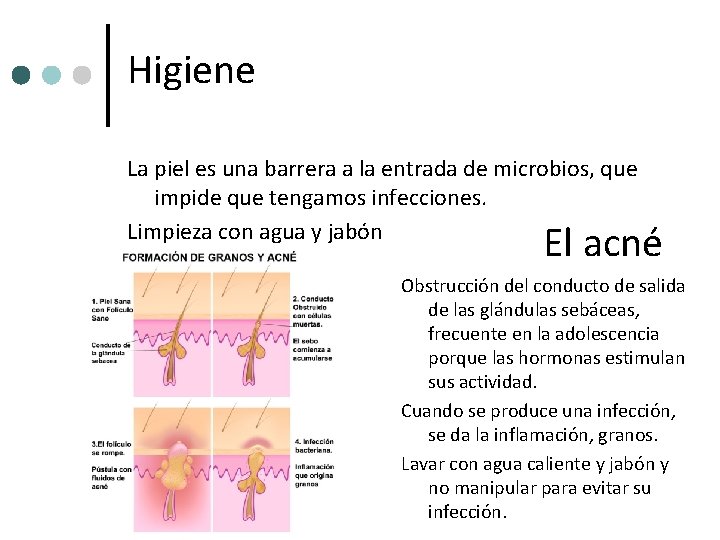 Higiene La piel es una barrera a la entrada de microbios, que impide que Higiene La piel es una barrera a la entrada de microbios, que impide que