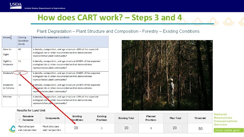 How does CART work? – Steps 3 and 4 Plant Degradation – Plant Structure