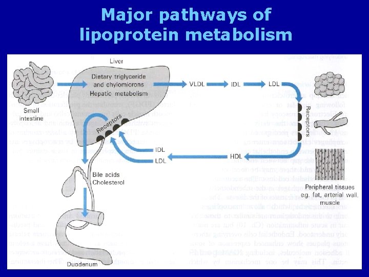 Major pathways of lipoprotein metabolism 11/23/2020 22 