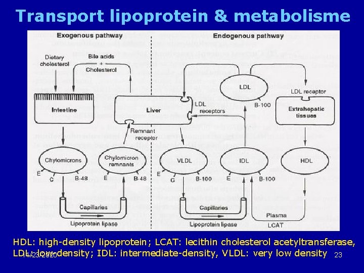 Transport lipoprotein & metabolisme HDL: high-density lipoprotein; LCAT: lecithin cholesterol acetyltransferase, LDL: low-density; IDL: