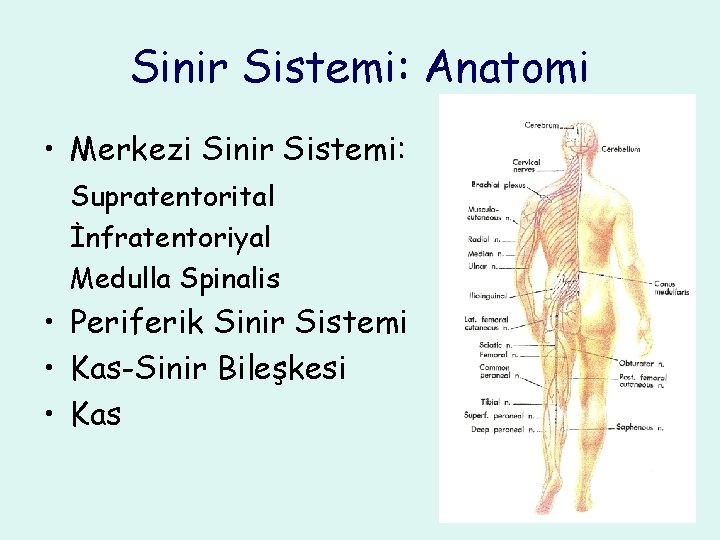 Sinir Sistemi: Anatomi • Merkezi Sinir Sistemi: Supratentorital İnfratentoriyal Medulla Spinalis • Periferik Sinir