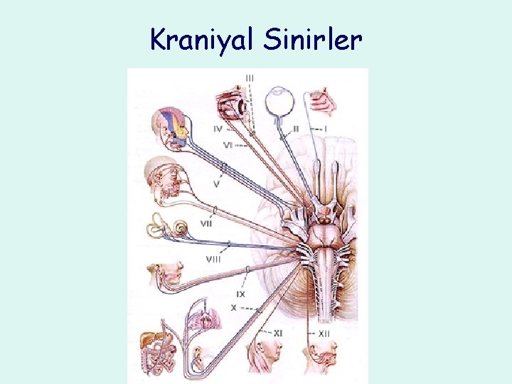 Kraniyal Sinirler 