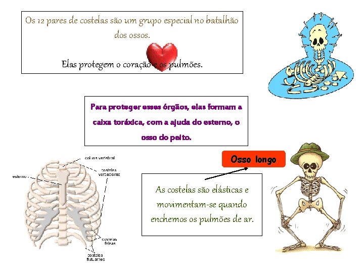 Os 12 pares de costelas são um grupo especial no batalhão dos ossos. Elas