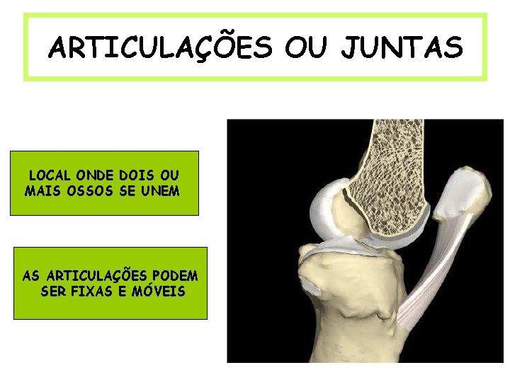 ARTICULAÇÕES OU JUNTAS LOCAL ONDE DOIS OU MAIS OSSOS SE UNEM AS ARTICULAÇÕES PODEM