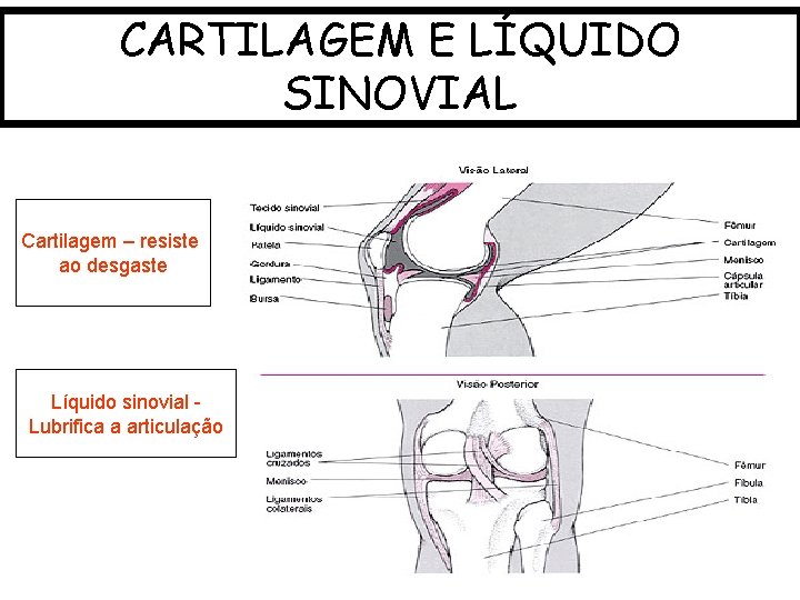 CARTILAGEM E LÍQUIDO SINOVIAL Cartilagem – resiste ao desgaste Líquido sinovial Lubrifica a articulação