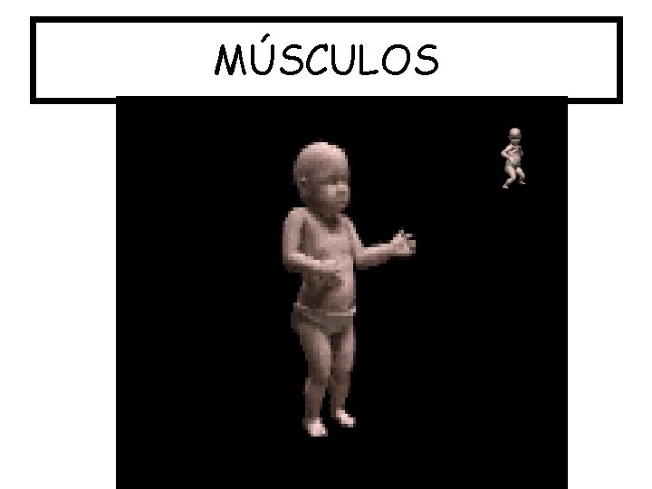 MÚSCULOS 