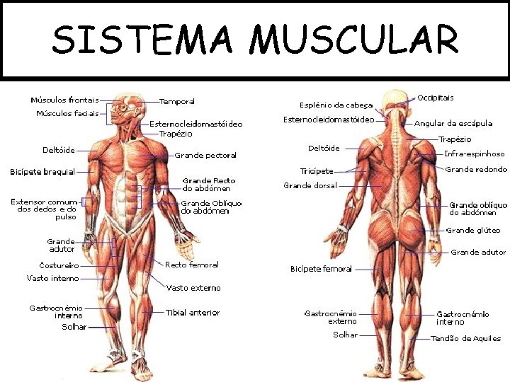 SISTEMA MUSCULAR 