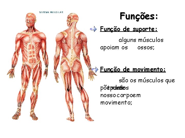 Funções: Função de suporte: alguns músculos apoiam os ossos; Função de movimento: são os