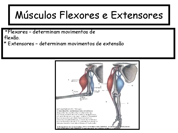 Músculos Flexores e Extensores *Flexores – determinam movimentos de flexão. * Extensores – determinam